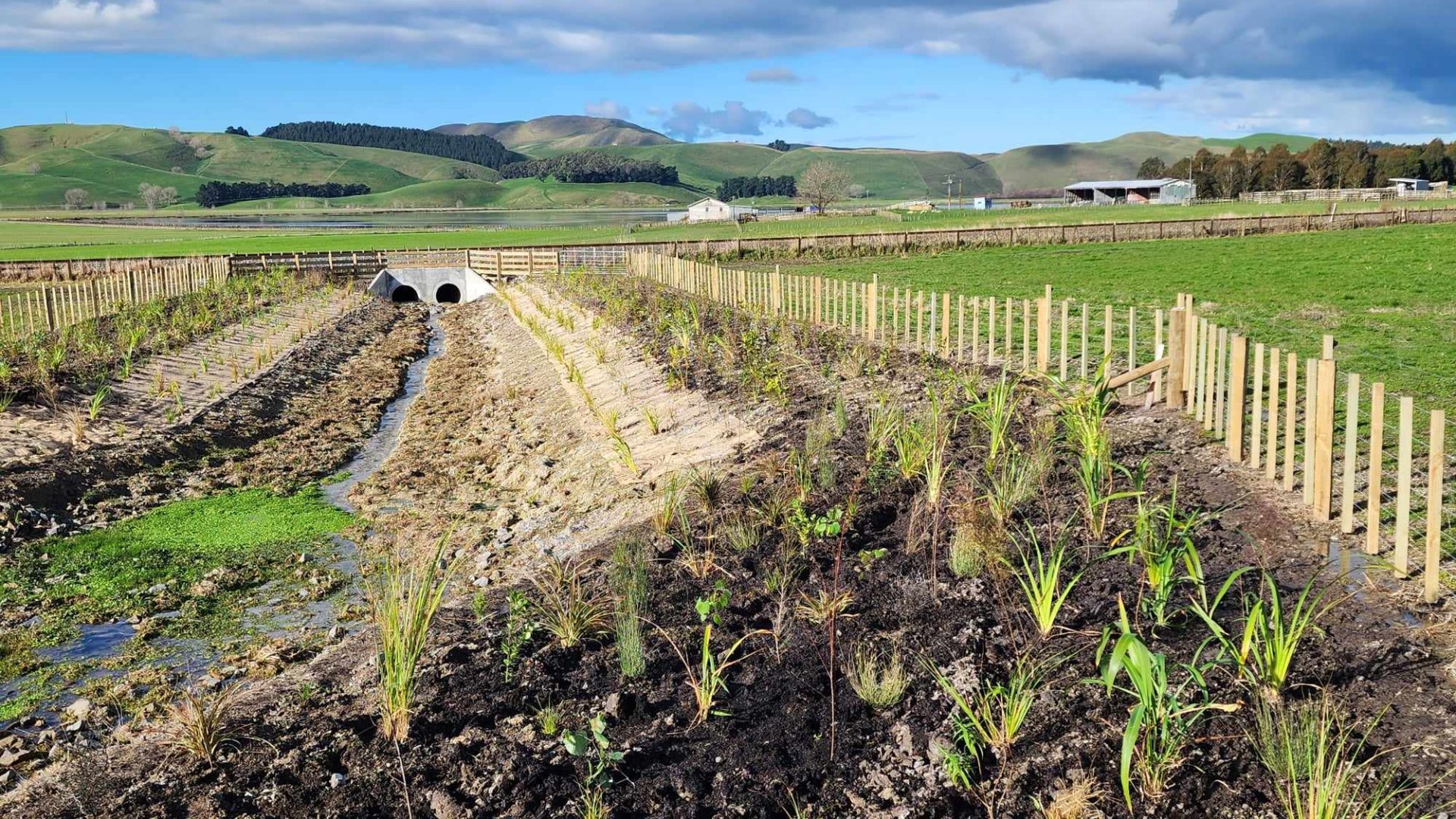 restorative planting